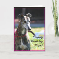 Feliz Aniversário, mãe Greyhound.
