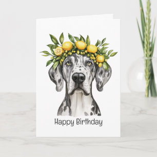 Cartão Feliz aniversário Merle Great Dane Dog Lemon Crown