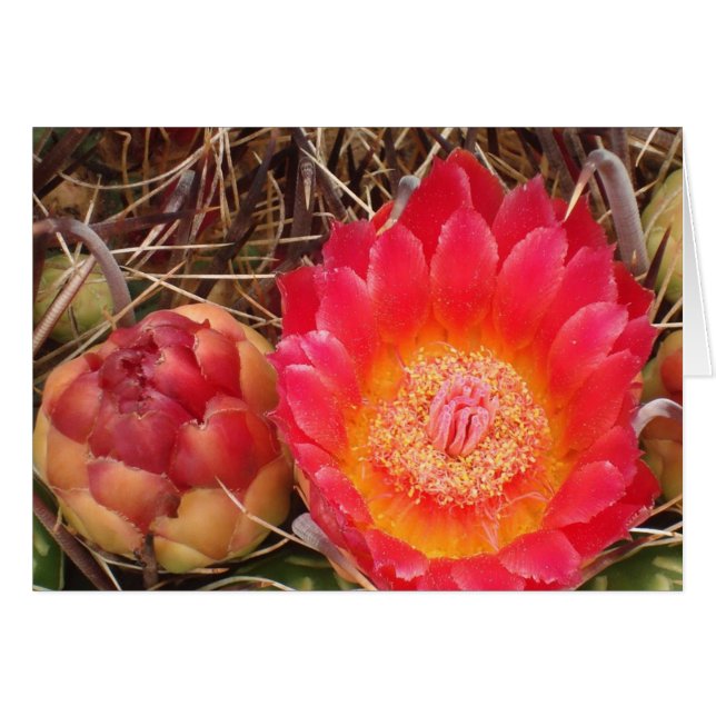 Cartão Feliz Aniversário Nana Bright Pink Cactus Bloom Fo (Frente Horizontal)