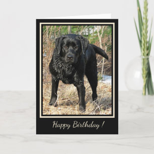 Cartão Feliz Aniversário Negro Labrador - Cão Caçador 