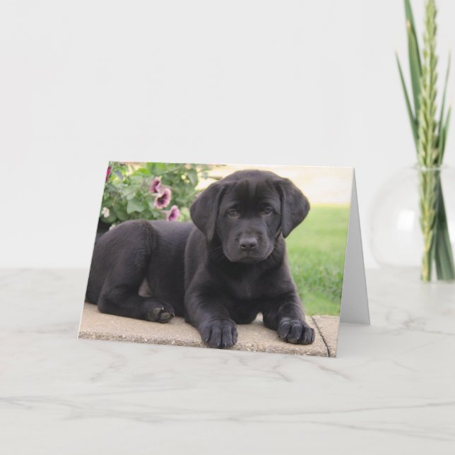 Cartão Feliz Aniversário Negro Labrador Cão-Pupado (Frente)