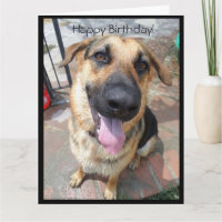 Feliz Aniversário para um Jovem German shepherd Pu