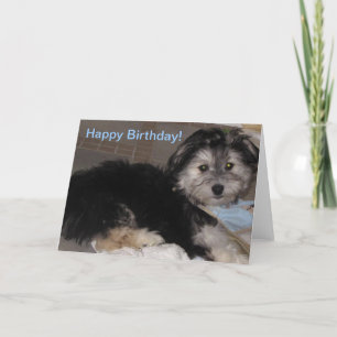Cartão Feliz Aniversário Puppy Havanese Resgate