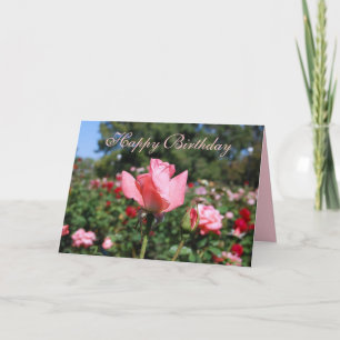 Cartão Feliz aniversário, Rosas Rosa, no Jardim