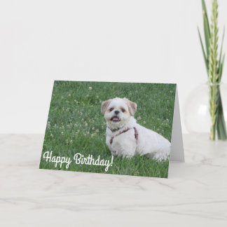 Cartão Feliz aniversário Shihtzu card