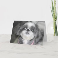 Feliz Aniversário Shitzu Girl