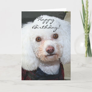 Cartão Feliz Aniversário White Poodle