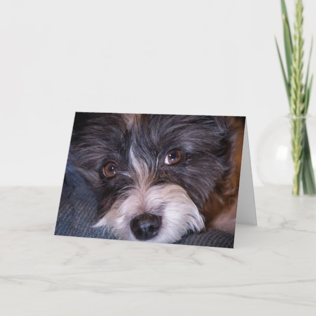 Cartão Feliz Anna, o cão Papijack (Frente)