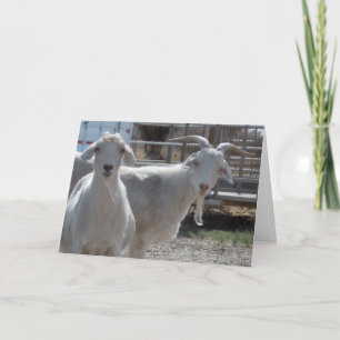 Cartão Feliz Aries Feliz