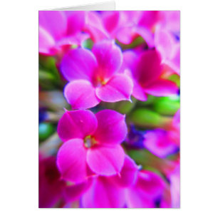 Cartão Feliz Brilho Flores Kalanchoe Rosa Púrpura Magenta