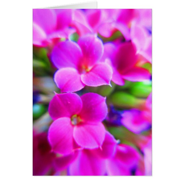 Cartão Feliz Brilho Flores Kalanchoe Rosa Púrpura Magenta (Frente)