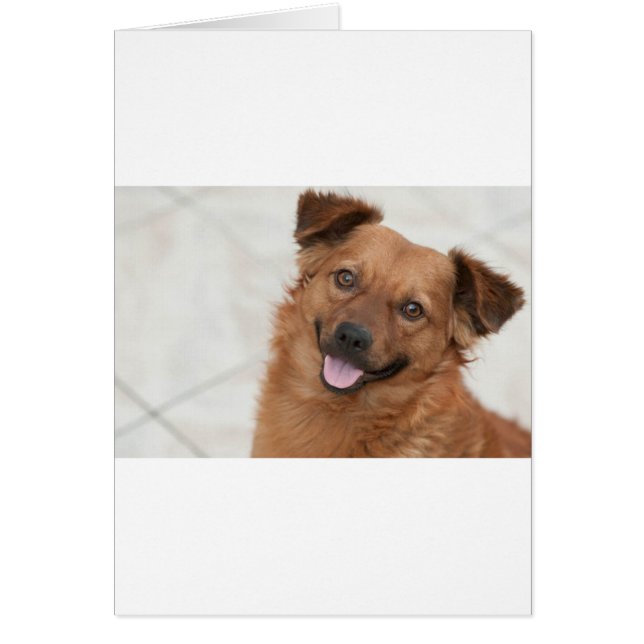 Cartão Feliz Cachorro Marrom (Frente)