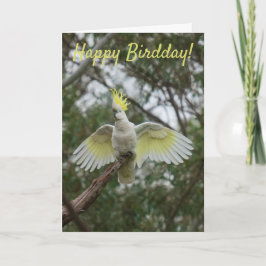 Cartão Feliz Dia de Aniversário Feliz Bravo Cockatoo Aust