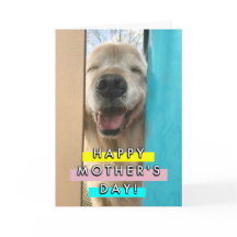 Feliz Dia de as mães de Ouro para o Retriever de C