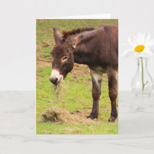 Cartão Feliz Donkey Birthday