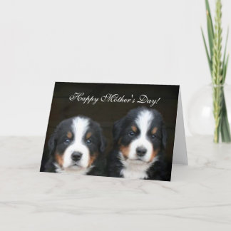 Cartão feliz dos filhotes de cachorro de Bernese