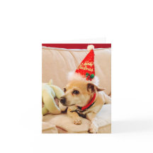 Feliz Natal Chihuahua Fofura 4Sadie