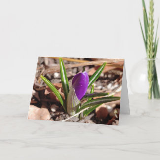 Cartão Feliz Primavera! Roxo Crocus
