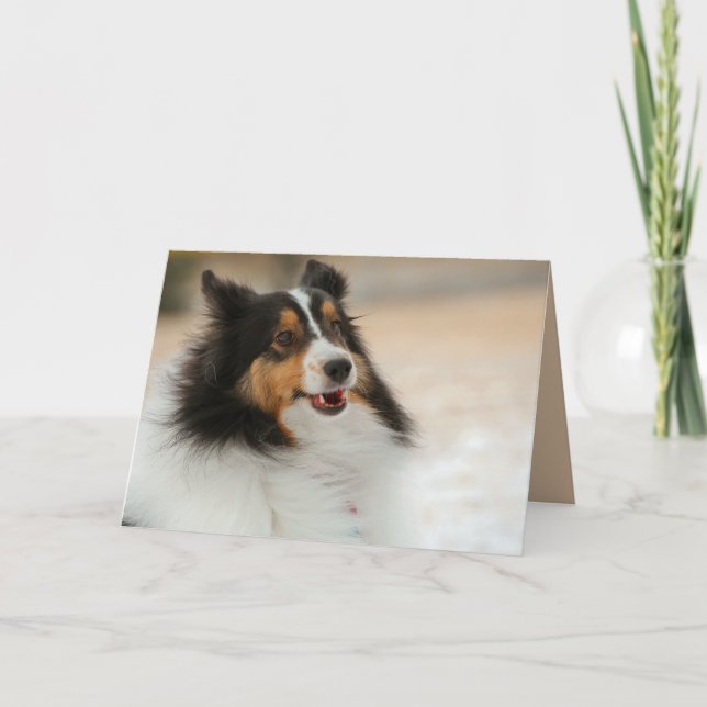 Cartão Feliz Shelty (Frente)