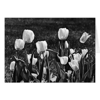 Cartão Felizes Tulipas Pretas e Brancas