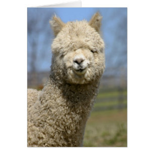 Cartão Felpudo Branco Alpaca Face