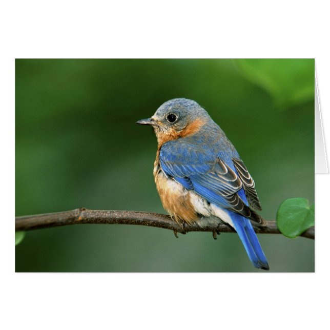 Cartão Female Eastern Bluebird, Sialia sialis (Frente Horizontal)