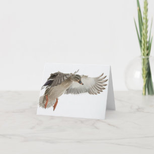 Cartão Female Mallard in Flight Blank Note Card