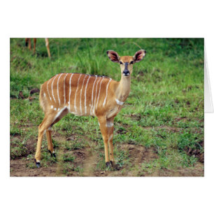 Cartão Female Nyala, Reserva de Jogo Hluwe-Umfolozi