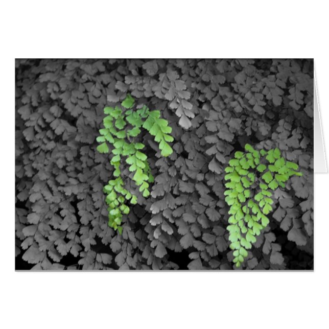 Cartão Fern (Frente Horizontal)