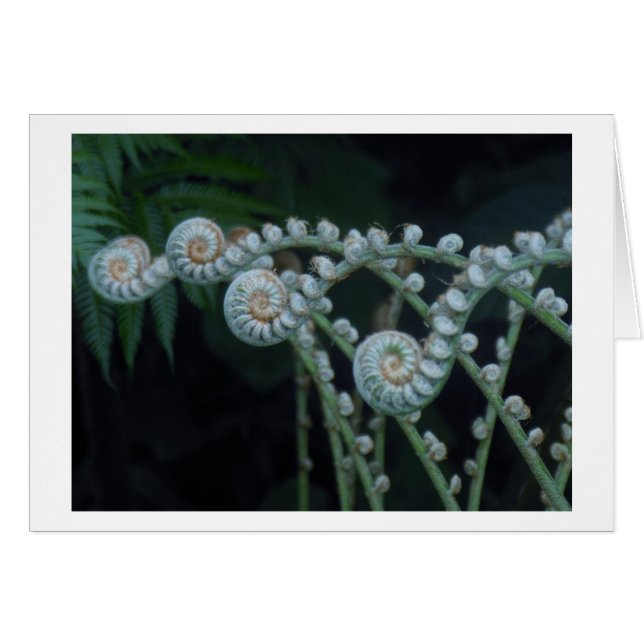 cartão Ferns (Frente horizontal)