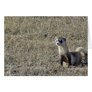 Cartão Ferret de pés negros