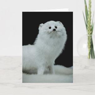 Cartão Ferret Taxidermy Mount Fine Art Photograph