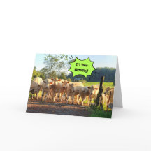 Festa Até As Vacas Chegarem Em Casa Aniversário