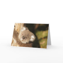 Festa de Aniversário de Ursinhos Koalás Fofos