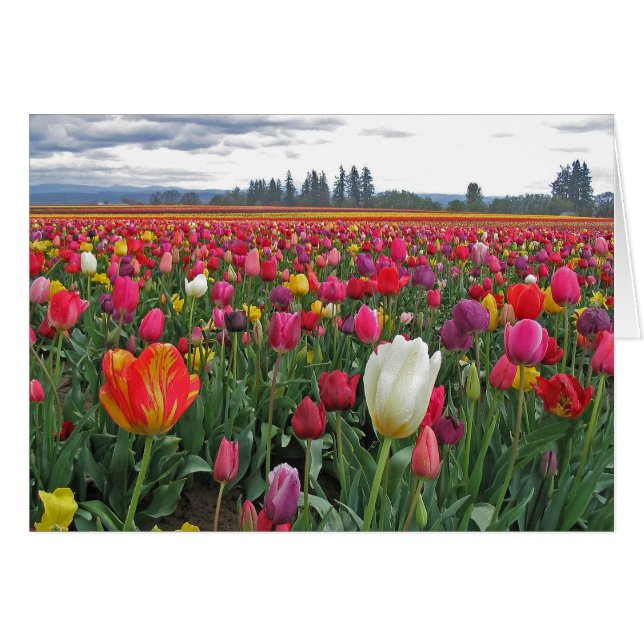 Cartão Festival da tulipa (Frente horizontal)