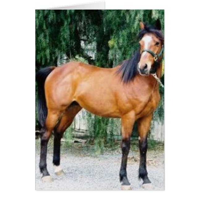 Cartão Fibonacci (Frente)