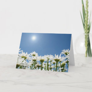 Cartão Field of Daisies