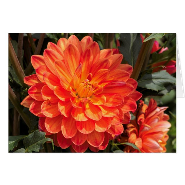 Cartão Fiery Dahlia (Frente Horizontal)