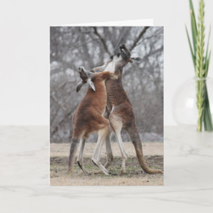 Cartão Fighting Kangaroos Greeting Card