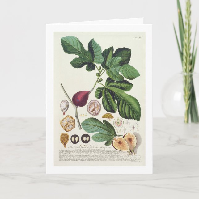 Cartão Figo, gravado por 1704-67) placas de Johann Jakob (Frente)