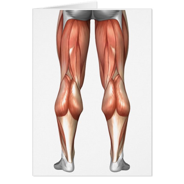 Cartão Figura Ilustrando Grupos Musculares Da Perna (Frente)