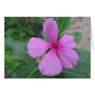 Cartão Fiji Floral