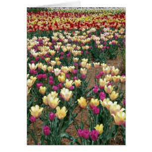 Cartão Fileiras de tulipas Multi-Coloridas