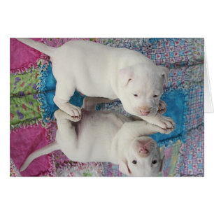 Cartão Filhote de cachorro 4 semanas de idade salvar