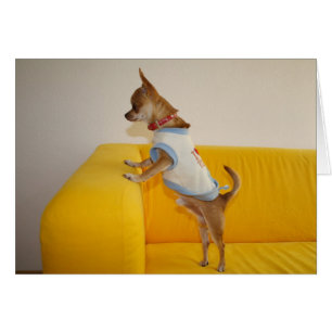 Cartão Filhote de cachorro da chihuahua no sofá amarelo
