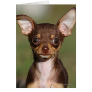 Cartão Filhote de cachorro da chihuahua que olha a câmera