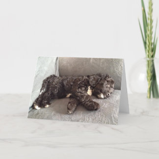 Cartão - filhote de cachorro de Cockapoo