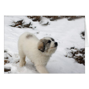 Cartão Filhote de cachorro de grandes Pyrenees