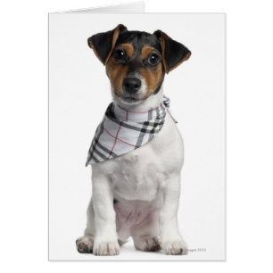 Cartão Filhote de cachorro de Jack Russell Terrier (4