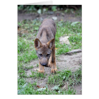 Cartão filhote de cachorro de lobo